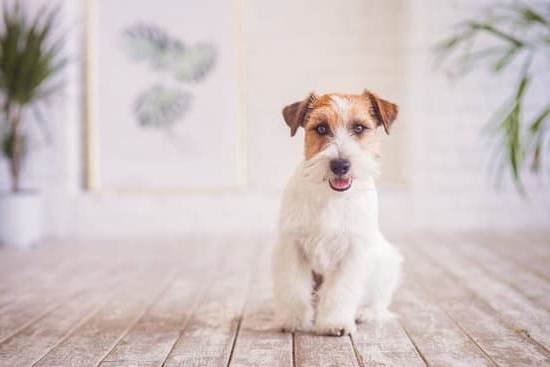 How To Train Your Dog Using A Shock Collar How To Train Your Dog Using A Shock Collar