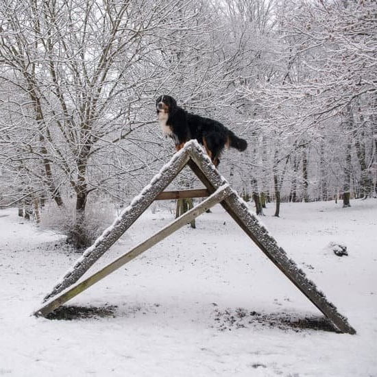 How To Train Your Dog Using An E Collar Every Day Interests