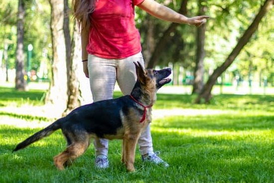 How To Train Your Service Dog Not To Bark How To Train Your Service Dog Not To Bark
