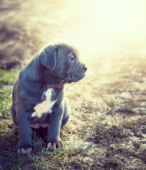 How To Use A Check Cord Dog Training How To Use A Check Cord Dog Training