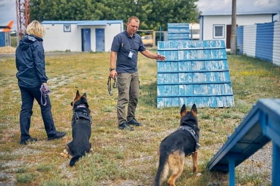How To Use A Choke Chain Dog Training