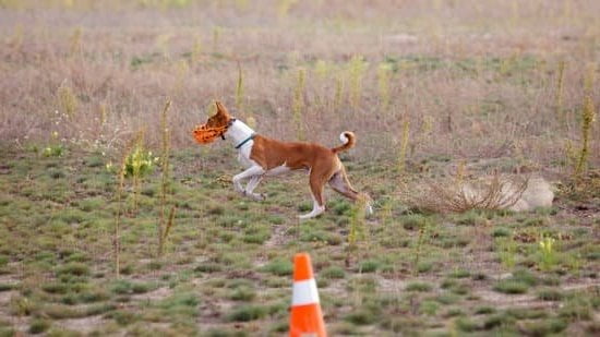 How To Use A Shock Collar For Dog Training How To Use A Shock Collar For Dog Training