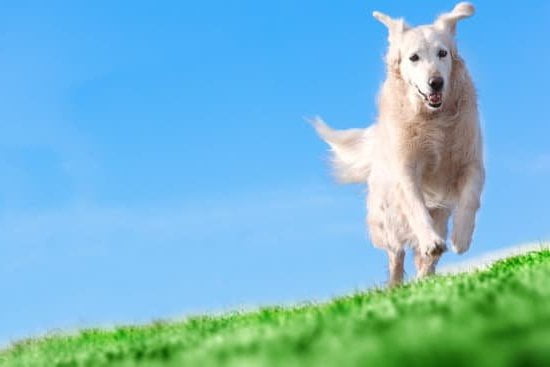 How To Use A Vibration Collar To Train Dog