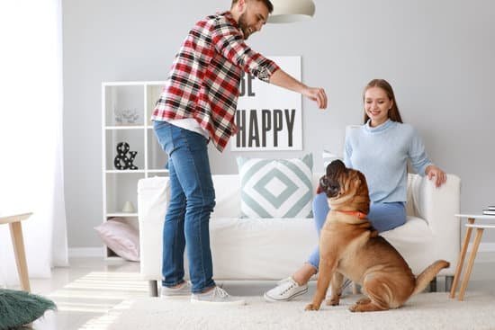 How To Use An Electric Collar To Train A Dog How To Use An Electric Collar To Train A Dog