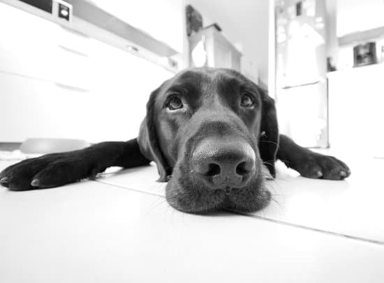 How To Use Dog Training Bells