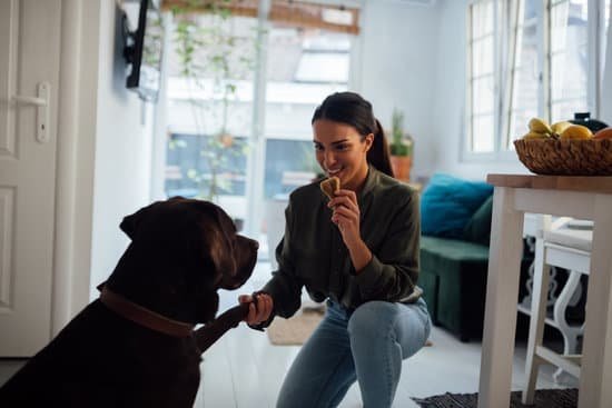 How To Use Dog Training Pads How To Use Dog Training Pads