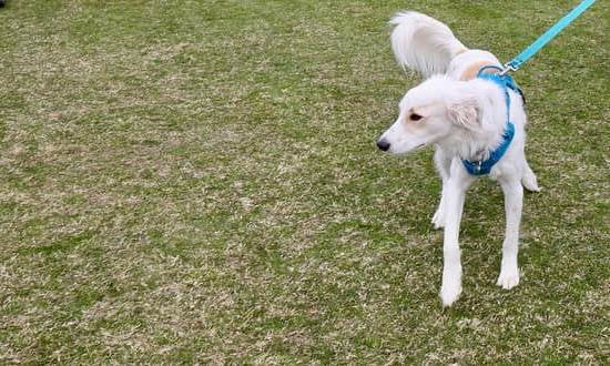 How To Use Dog Training Whistle How To Use Dog Training Whistle