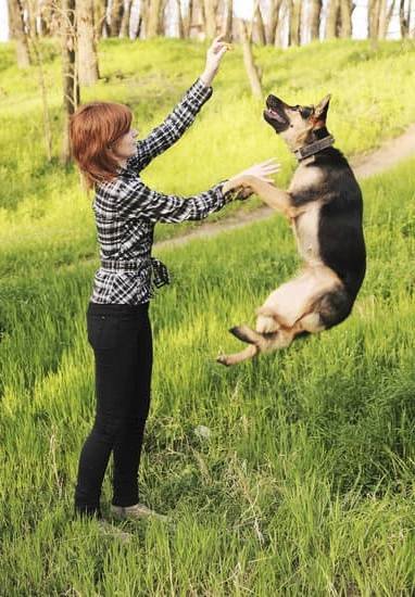 Kennel Training An Older Dog Kennel Training An Older Dog