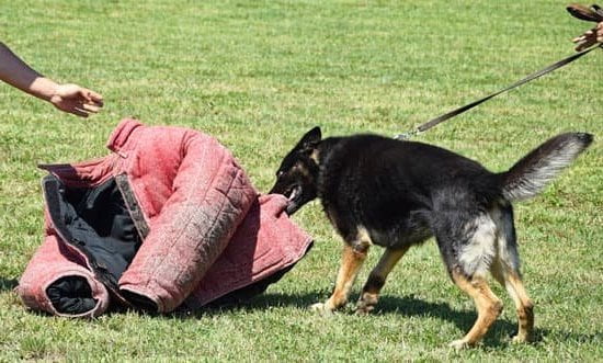 Kennel Training Older Dog 1 Kennel Training Older Dog