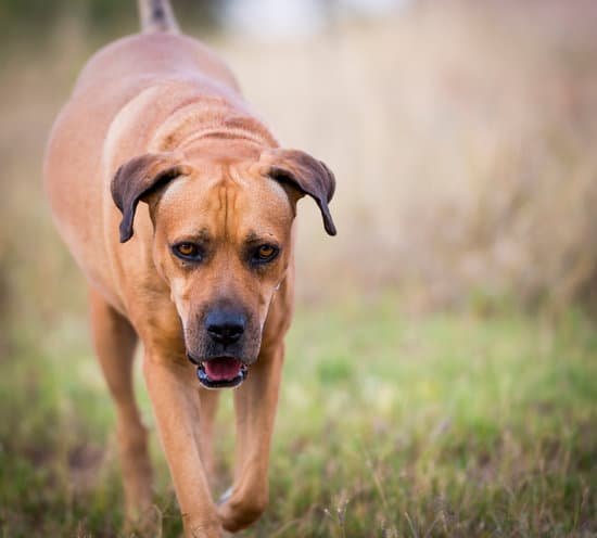 Long Term Dog Boarding And Training Long Term Dog Boarding And Training