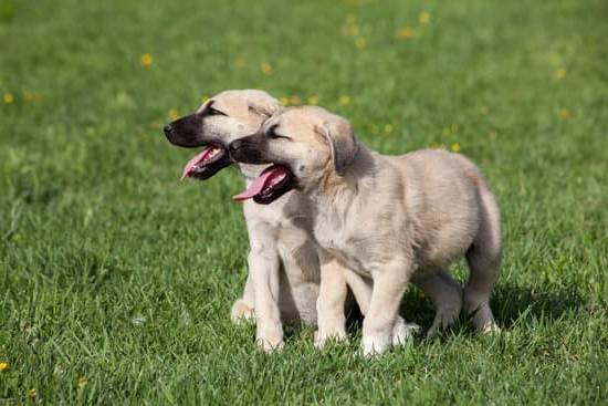 Mesa Az Dog Obedience Trainer Mesa Az Dog Obedience Trainer