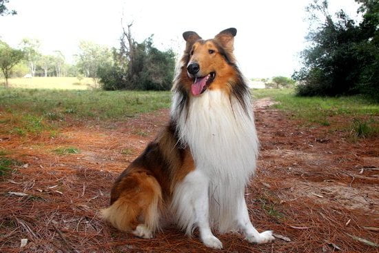National Dog Training Services National Dog Training Services