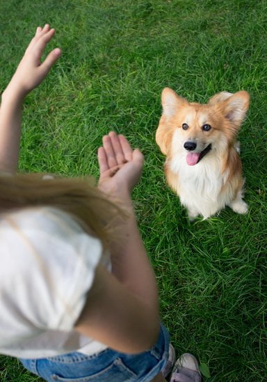 Obedience Dog Training Columbus Ohio Obedience Dog Training Columbus Ohio