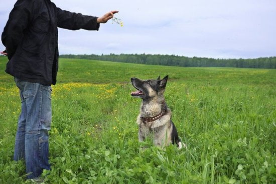 Off Leash K9 Dog Training