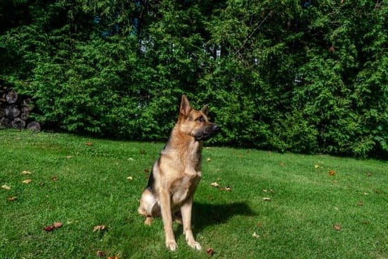 Paradise Valley Dog Anxiety Training Paradise Valley Dog Anxiety Training
