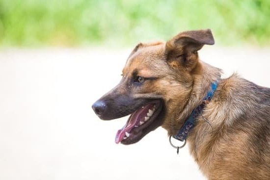Pet Resolve Dog Training Collar Pet Resolve Dog Training Collar