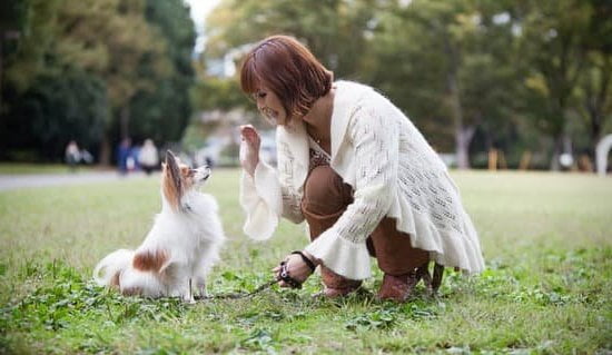 Potty Training For Dogs