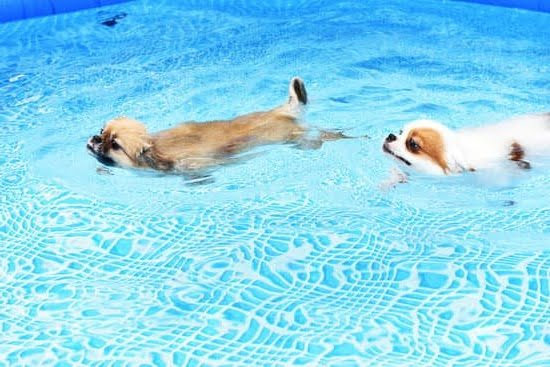 Potty Training School For Dogs Potty Training School For Dogs