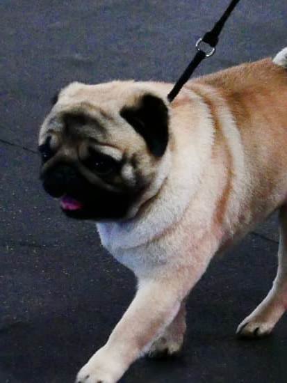 Private In Home Dog Training Nj 1 Private In Home Dog Training Nj