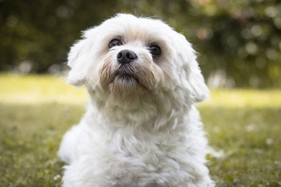 Prong Collars For Dog Training Prong Collars For Dog Training