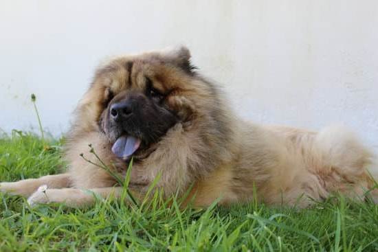 Protection Dog Training Cost Protection Dog Training Cost