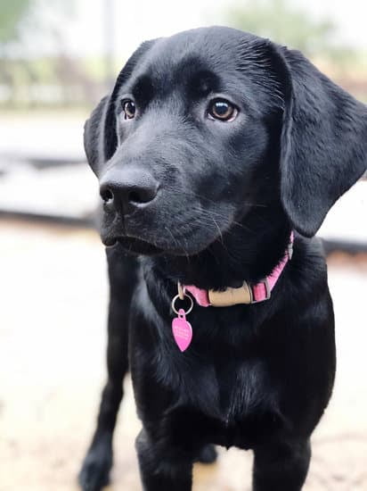 Ptsd Service Dog Training Georgia Ptsd Service Dog Training Georgia