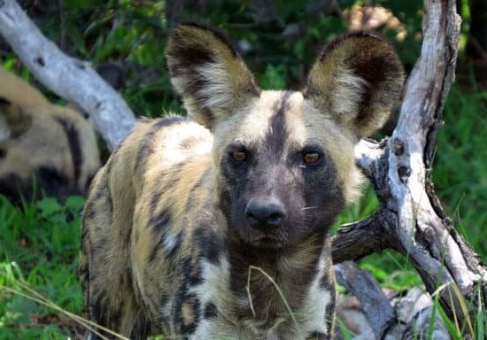 Separation Anxiety Training In Dogs Separation Anxiety Training In Dogs