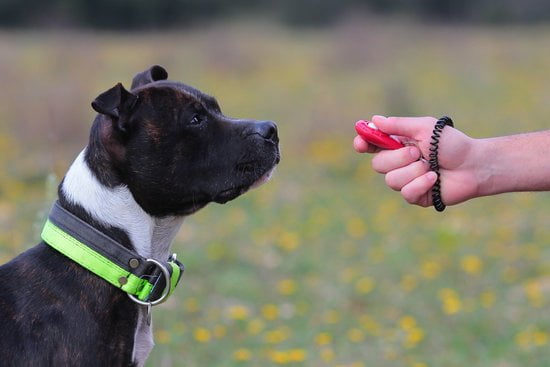 Service Dog Training Cost Near Me Service Dog Training Cost Near Me