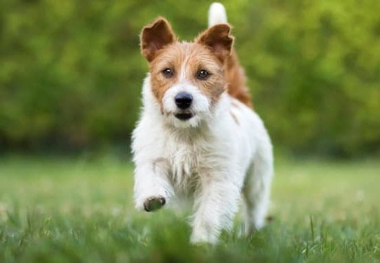 Service Dog Training For Anxiety Every Day Interests Service Dog Training For Anxiety Every Day Interests