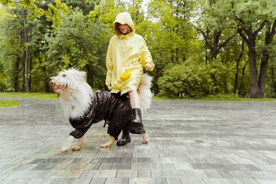 Service Dog Training For Puppies