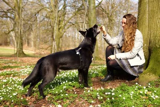 Service Dog Training Guidelines