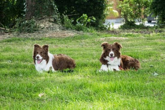 Service Dog Training Murfreesboro Tn