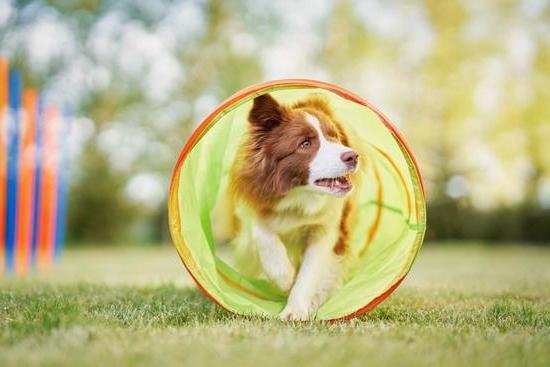 Service Dog Training Orange County Ca