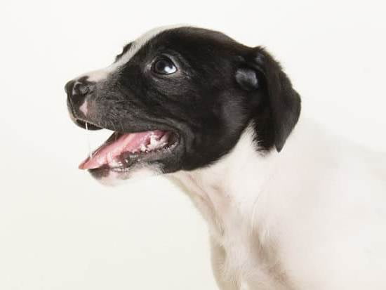 Service Dog Training Santa Cruz