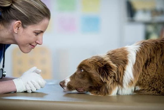 Service Dog Training Umass Amherst 5 Service Dog Training Umass Amherst