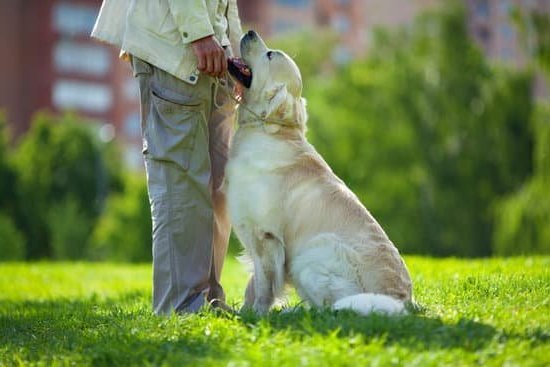 Service Dogs Trained