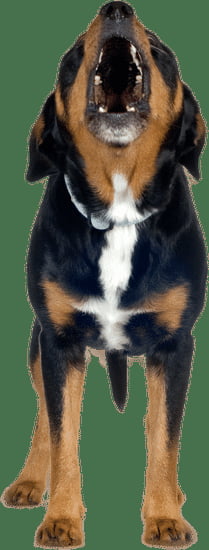 Spiked Training Dog Collar