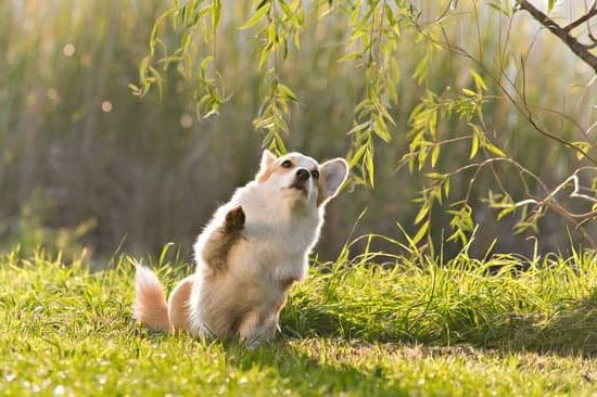 Therapy Dog Training Cost Therapy Dog Training Cost