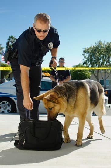 Tips For Training An Older Dog 1 Tips For Training An Older Dog