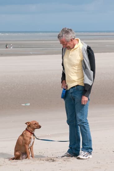 Top Dog Obedience Training 7 Top Dog Obedience Training