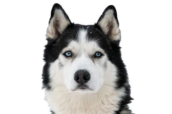 Tractor Supply Dog Training Collars