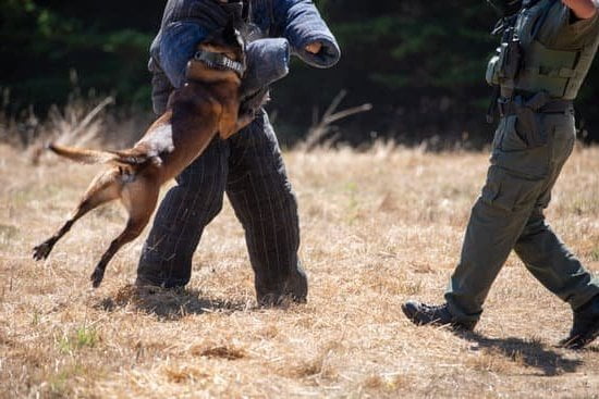 Train Dog To Be Obedient 1 Train Dog To Be Obedient