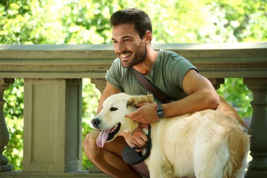 Train Service Dog 1 Train Service Dog