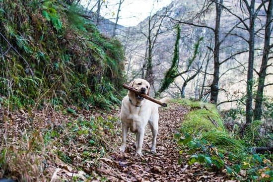 Train Your Dog For Therapy Train Your Dog For Therapy