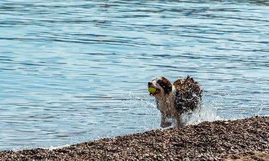 Train Your Dog Not To Bark 1 Train Your Dog Not To Bark