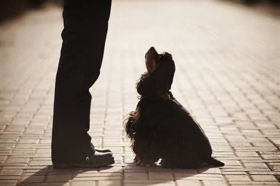 Train Your Dog To Not Bark At Other Dogs Train Your Dog To Not Bark At Other Dogs