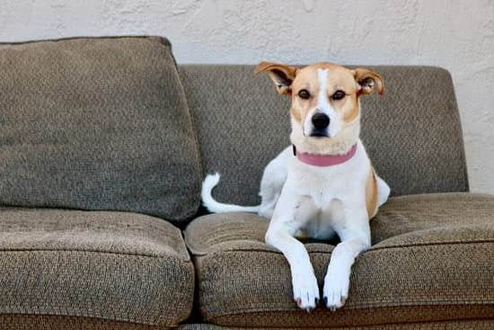 Trained Therapy Dogs For Adoption