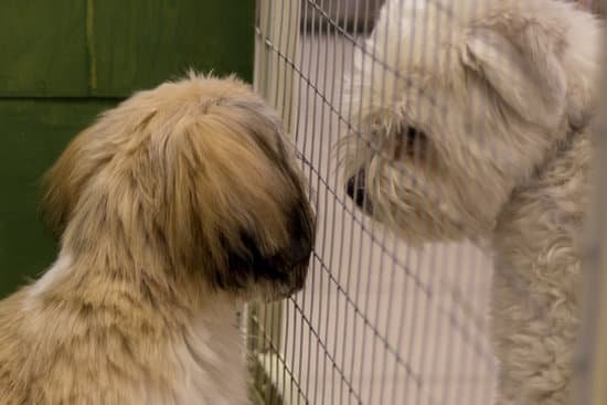 Training Dog Barking