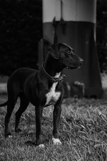 Training Dog To Sleep In Crate 1 Training Dog To Sleep In Crate