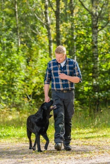 Training Dogs Not To Bark